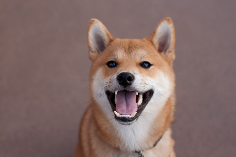 rigby the shiba inu