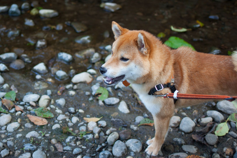 Shiba Inu in Creek / Dogventure Dogvacay / hellorigby!