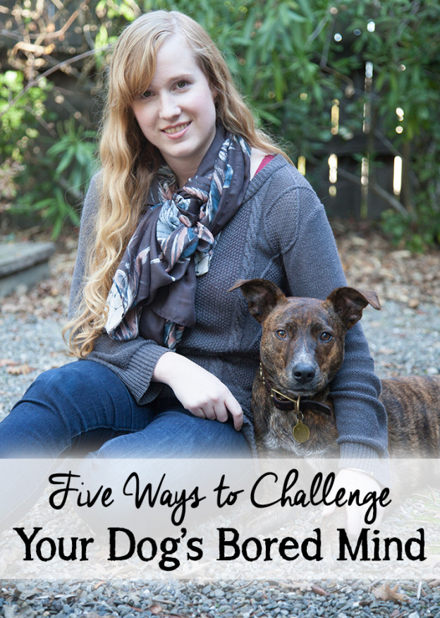 5 Ways to Entertain Your Dog hellorigby! seattle dog blog