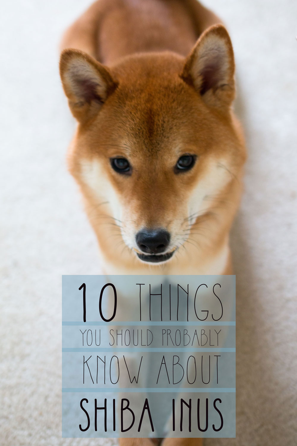 Shiba Inu Temperament Other Things You Should Know About
