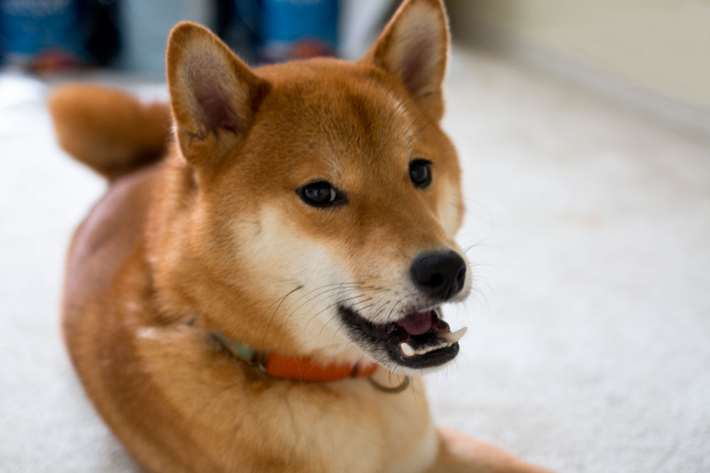 angry shiba puppy