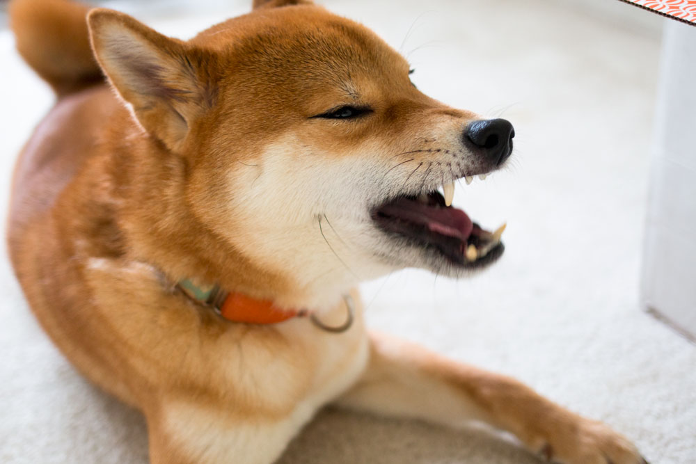 Shiba Inu Temperament Other Things You Should Know About