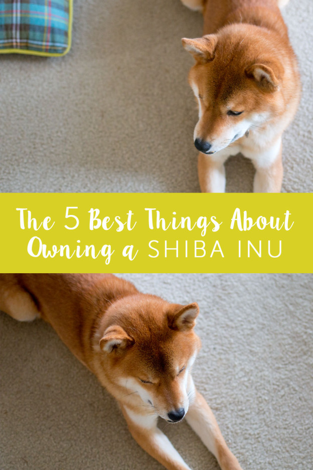 Shiba Inu Crypto Twitter / SHIBA INU TOKEN crypto Shiba