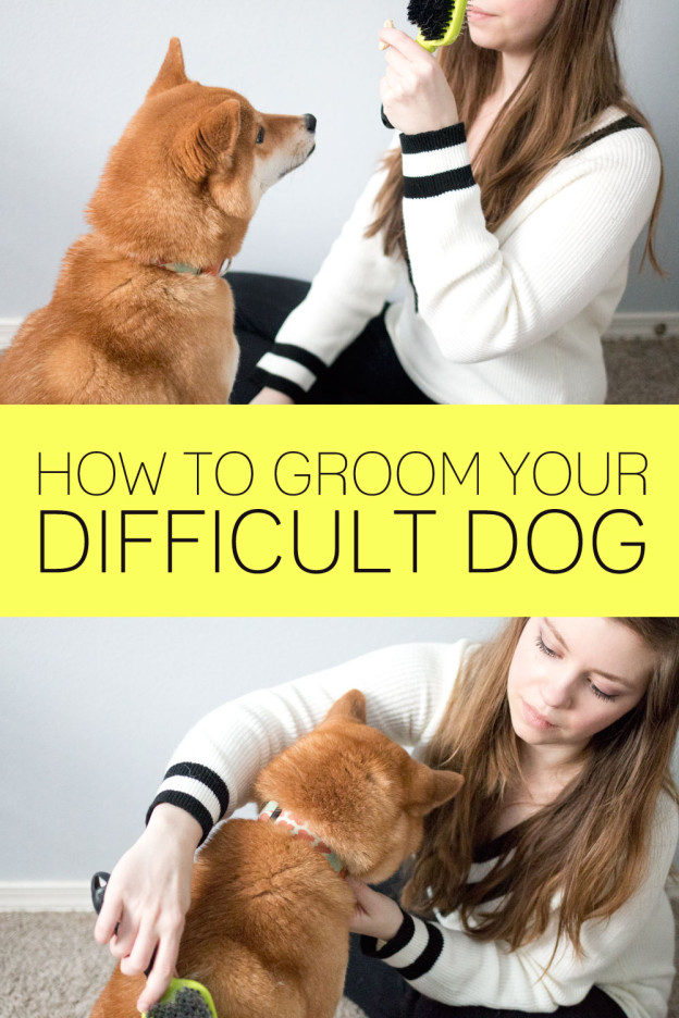 How To Groom a Difficult Dog