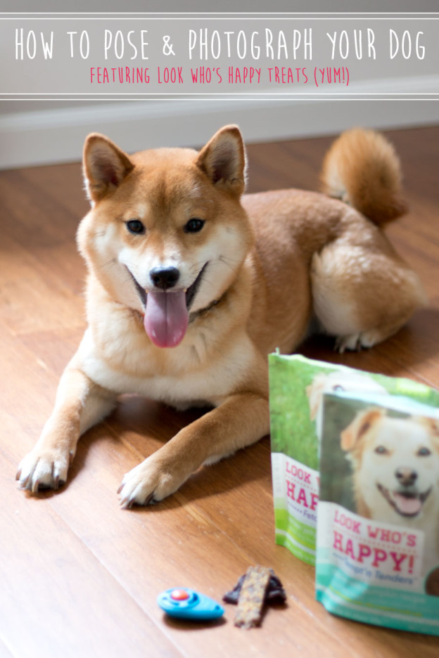 How To Photograph Your Dog Hellorigby Seattle Pet Blog
