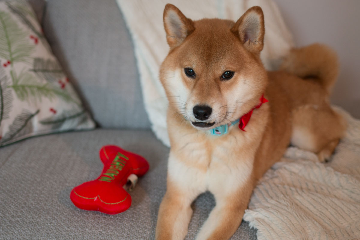 Martha Stewart Pets: Holiday Toys and Collar on Shiba Inu // hellorigby seattle lifestyle blog