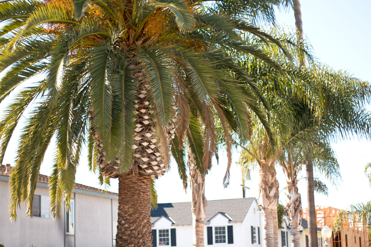 Balboa Island, Newport Beach Palm Trees // Hello Rigby Seattle Fashion & Lifestyle Blog