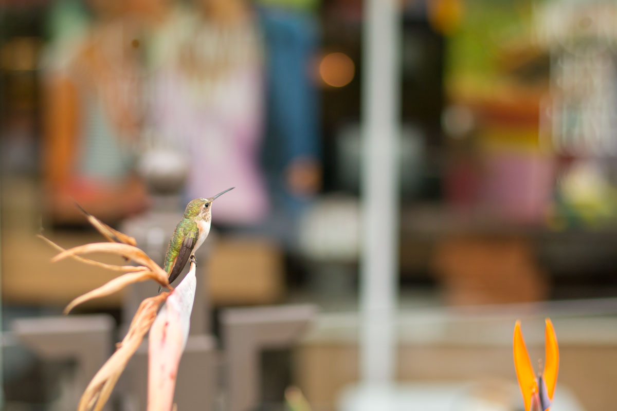 Hummingbird in Newport Beach, California // Hello Rigby Seattle Fashion & Lifestyle Blog