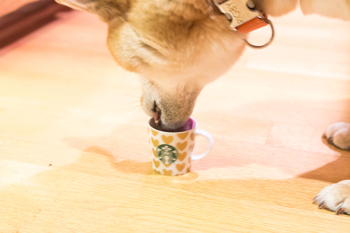 Rigby the Shiba Inu Enjoys a Puppiccino // Hello Rigby Seattle Lifestyle Blog