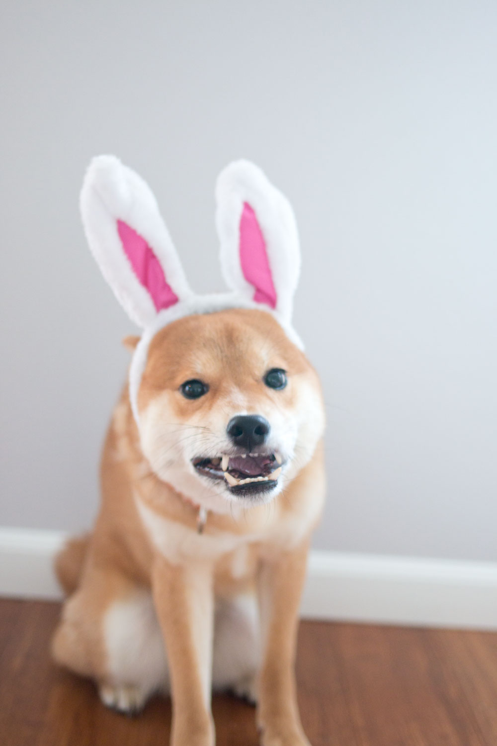 Shiba Inu in Rabbit Ears // Easter Bunny Funny Photo // Hello Rigby Seattle Pet & Lifestyle Blog
