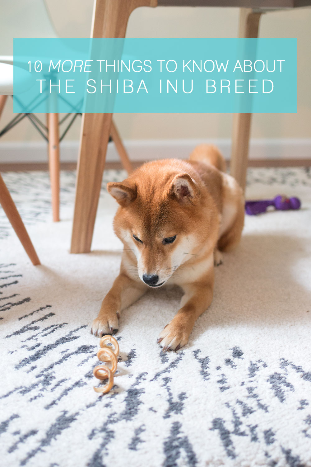 What You Should Know About The Shiba Inu Breed