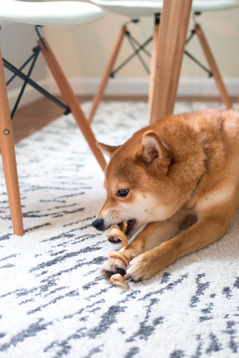 What You Should Know About The Shiba Inu Breed