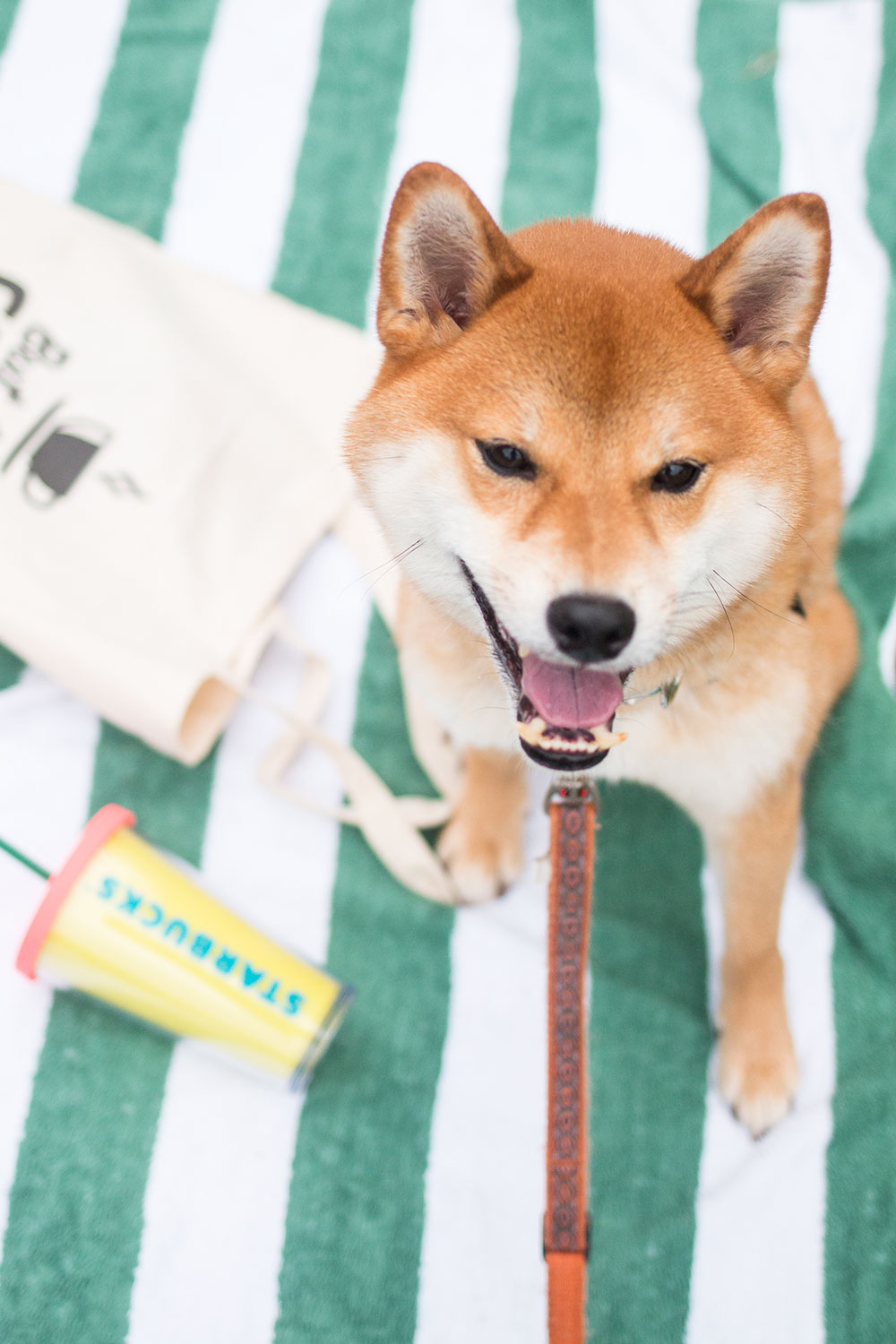shiba-inu-on-beach-towel