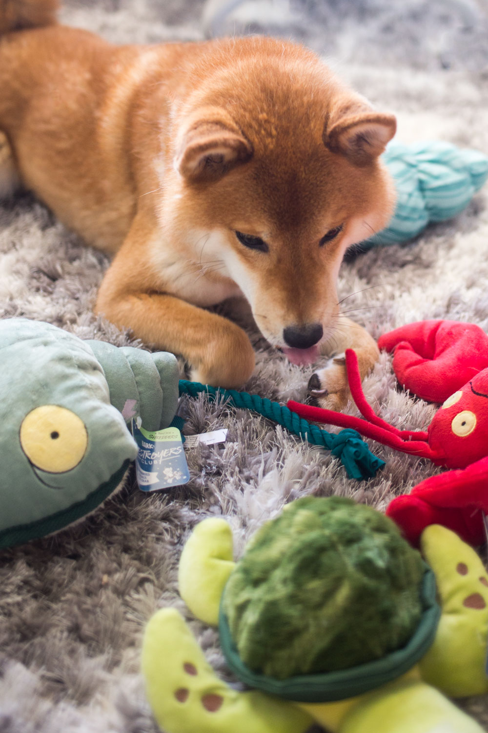 Bark Shop Destroyers Club: Under the Seams Collection Review // Hello Rigby Seattle Lifestyle Blog