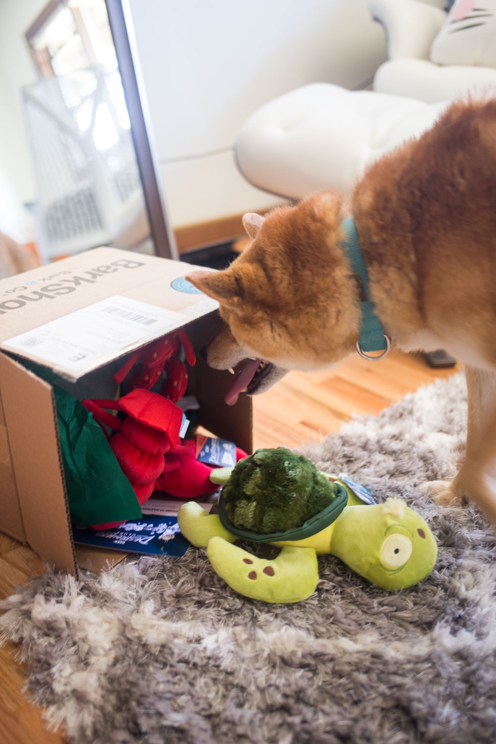 Bark Shop Destroyers Club Review // Moving with Dogs Tips + Tricks // Hello Rigby Seattle Pet Blog