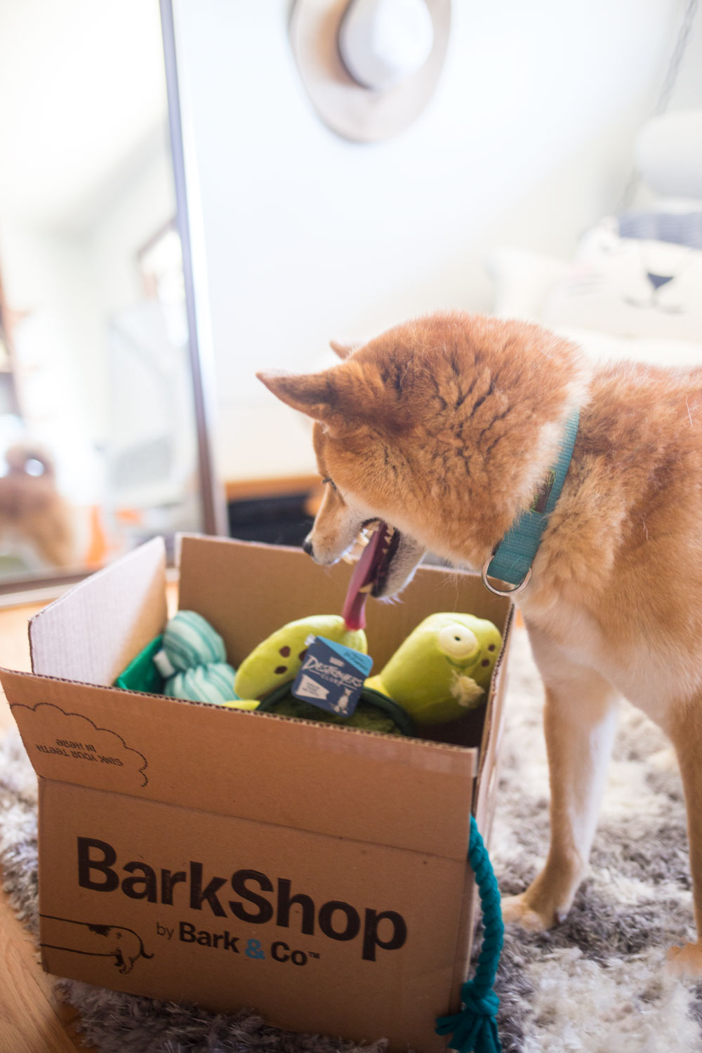 BarkShop Destroyers Club Review // Hello Rigby Seattle Pet Blog