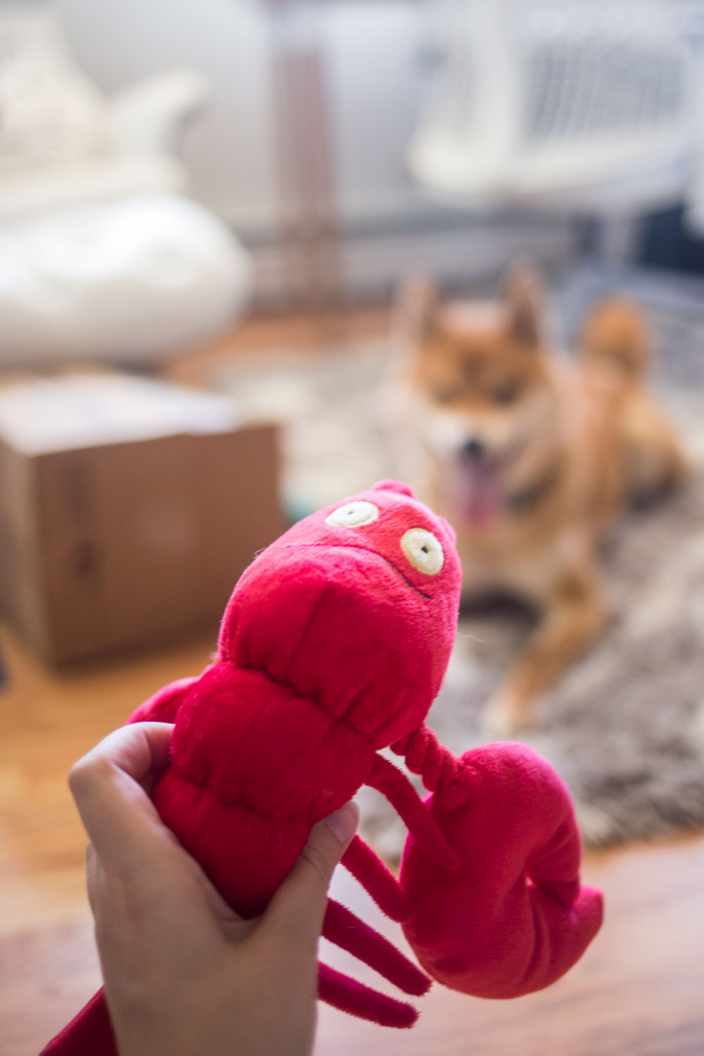 Keep Your Pups Busy: Moving Tips and Tricks for Dogs // Hello Rigby Seattle Lifestyle Blog