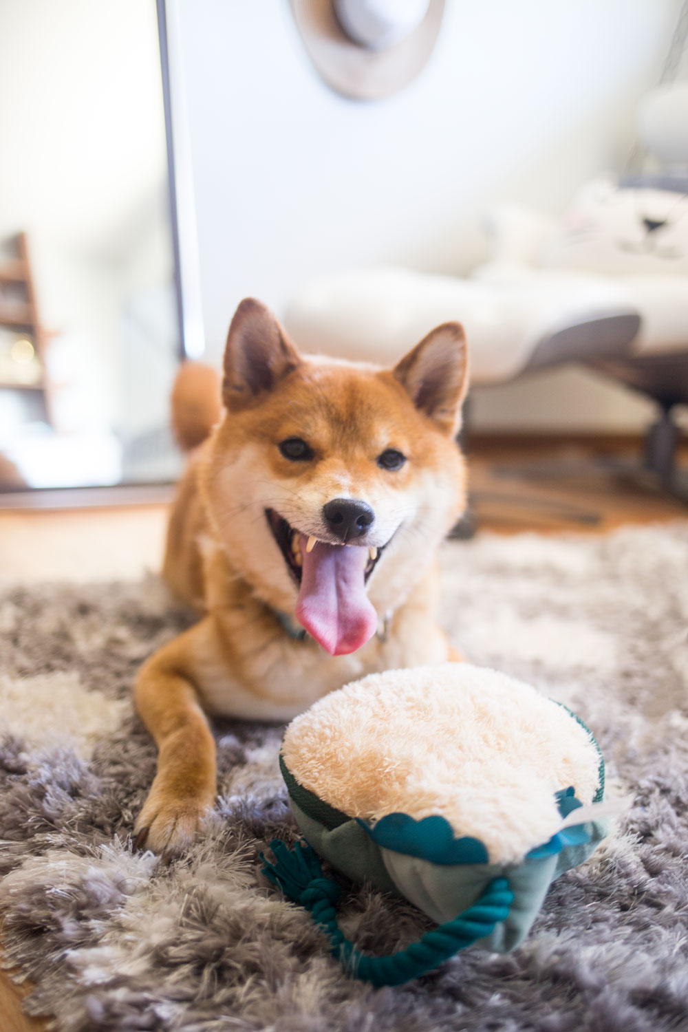 Moving with Dogs: Moving Tips and Tricks for Dogs // Hello Rigby Seattle Lifestyle Blog