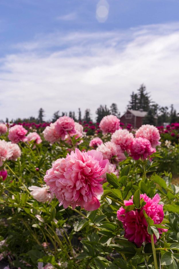 Peony Farm Washington Where to Go for Peonies // Seattle Lifestyle Blog