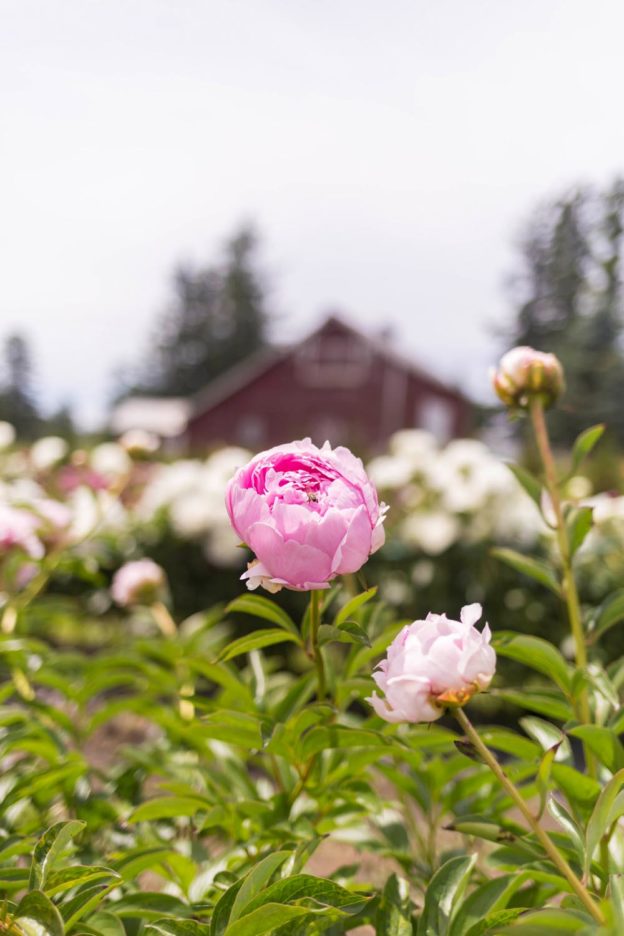 Peony Farm Washington Where to Go for Peonies // Seattle Lifestyle Blog