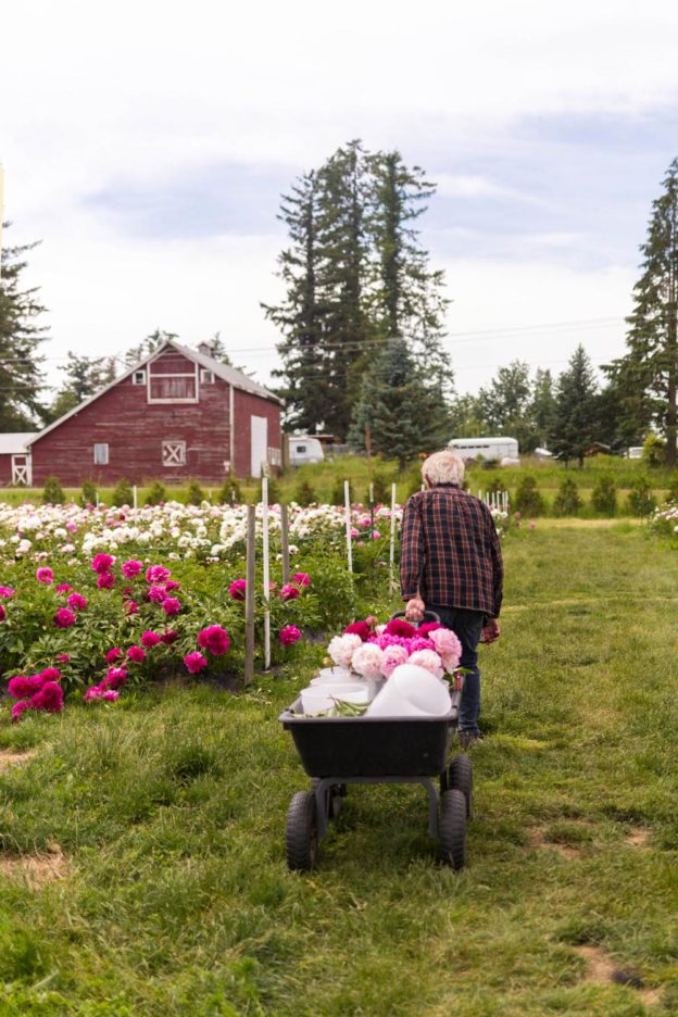 Peony Farm Washington Where to Go for Peonies // Seattle Lifestyle Blog
