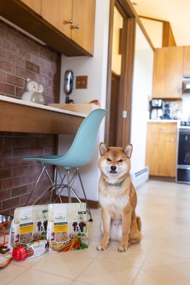 Freshpet Reviews How I Keep Rigby Healthy with Fresh Dog Food