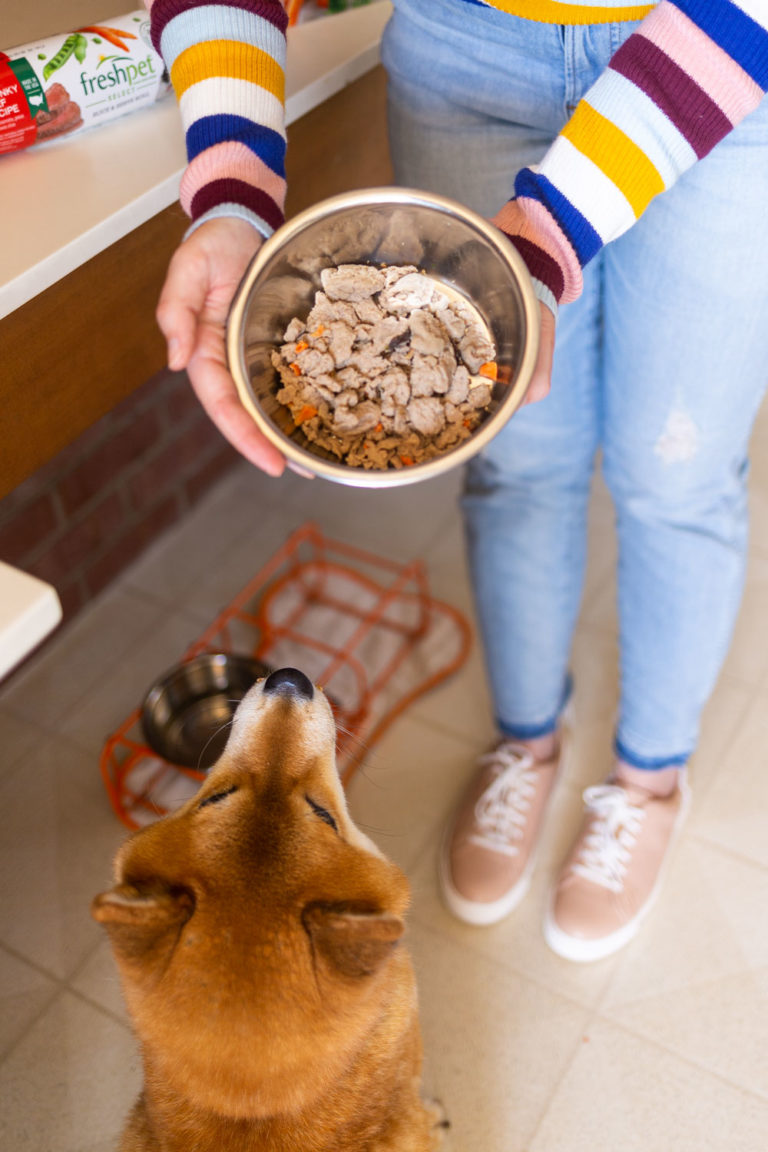 Freshpet Reviews How I Keep Rigby Healthy with Fresh Dog Food