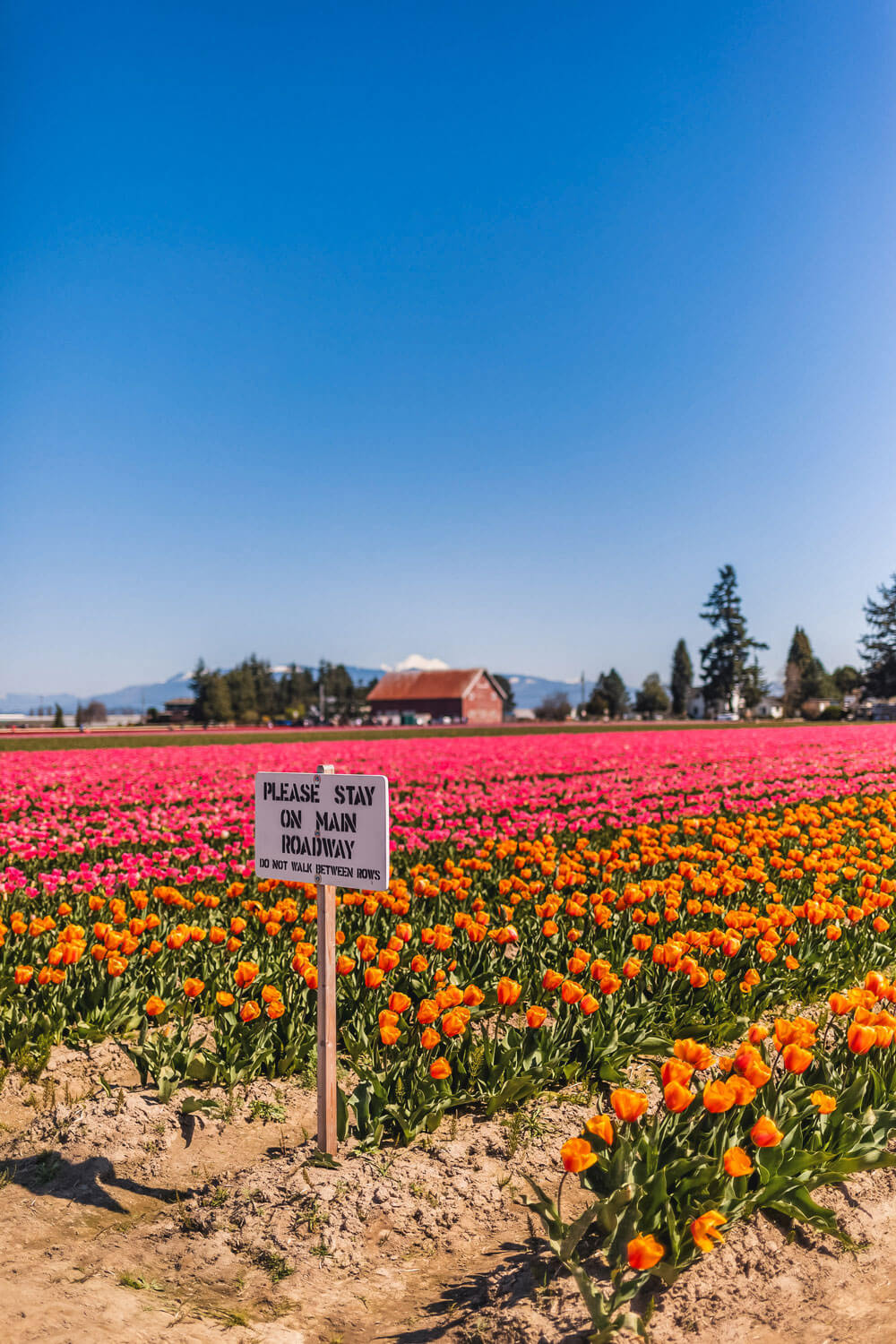 Pink and orange tulip fields with a sign that says no walking in the field with a barn in the distance